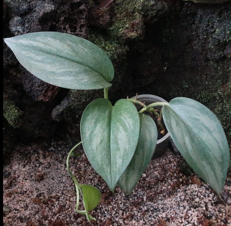 Scindapsus sp. Jade Satin