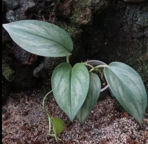 Scindapsus sp. Jade Satin