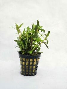 Limnophila sp. belem SAKSI