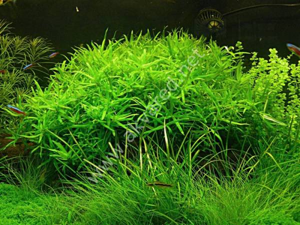 Heteranthera zosterifolia IN VITRO CUP
