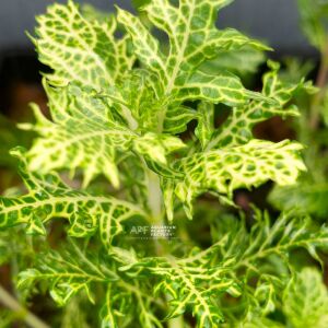 Hygrophila difformis variegated SAKSI