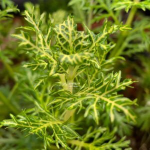 Hygrophila difformis variegated SAKSI