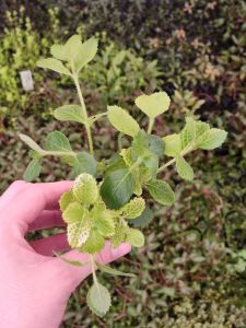 Hygrophila difformis variegated SAKSI