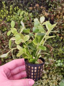 Hygrophila difformis variegated SAKSI