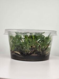 Heteranthera zosterifolia IN VITRO CUP
