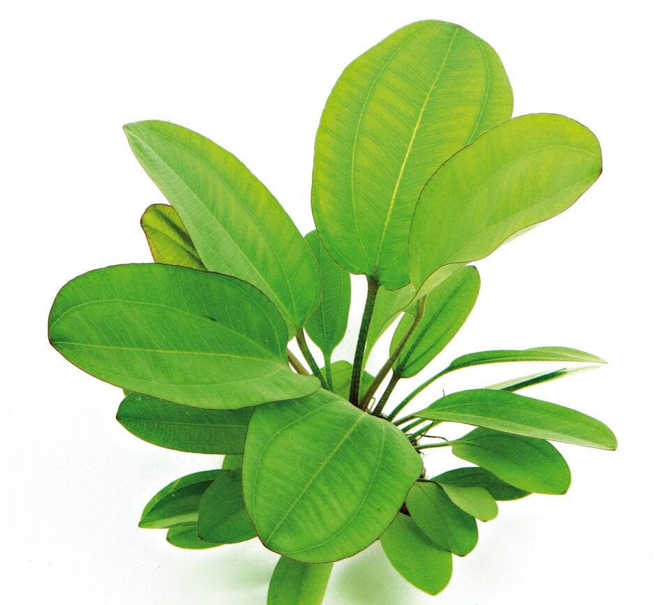 Dennerle Plants - Echinodorus Small Bear POT
