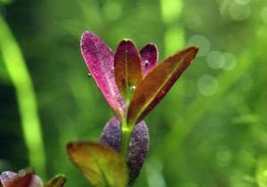 Rotala florida SAKSI