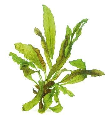 Dennerle Plants - Echinodorus Python POT