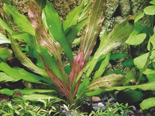 Dennerle Plants - Echinodorus Python POT