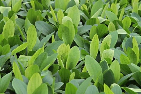 Dennerle Plants - Echinodorus Python POT