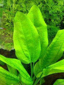 Echinodorus schlueteri SAKSI