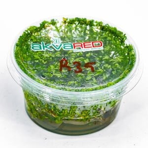 Rotala nanjenshan IN VITRO CUP