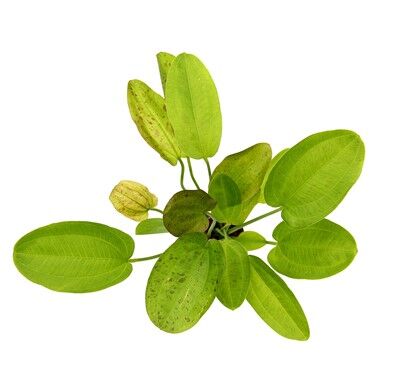 Dennerle Plants - Echinodorus Spotted Harbich POT