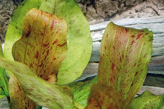 Dennerle Plants - Echinodorus Spotted Harbich POT