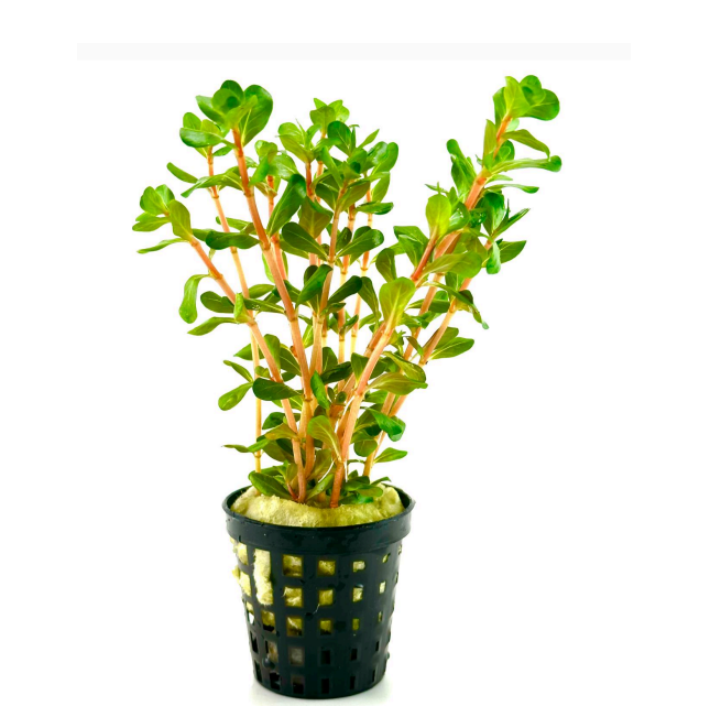 Rotala blood red SAKSI