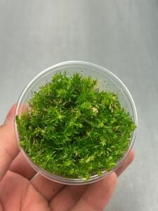 ROTALA NANJENSHAN IN VITRO CUP