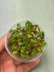 Alternanthera reineckii red broad IN VITRO CUP