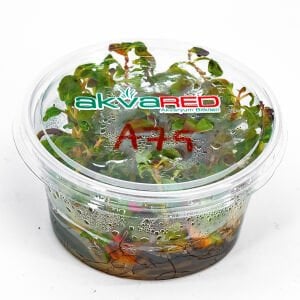 Alternanthera reineckii red broad IN VITRO CUP