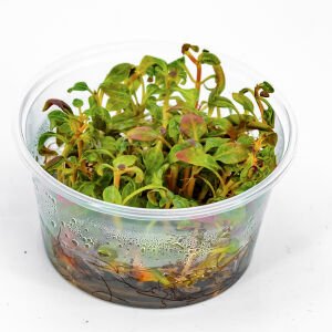 Alternanthera reineckii red broad IN VITRO CUP