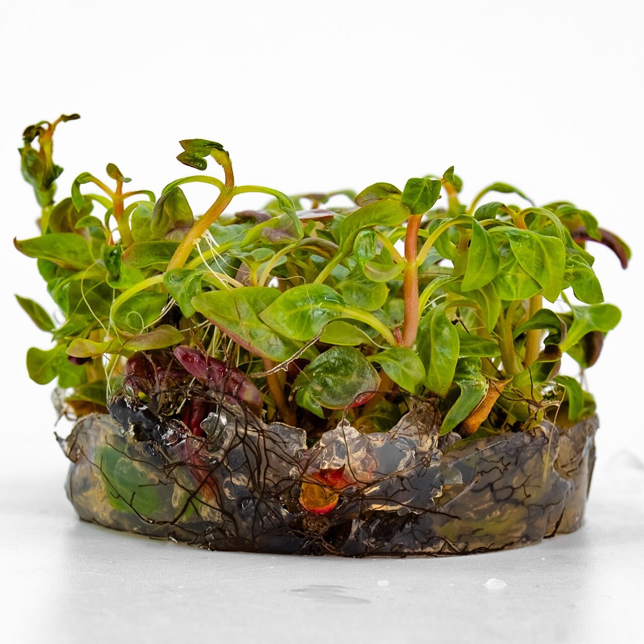 Alternanthera reineckii red broad IN VITRO CUP