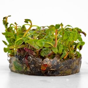 Alternanthera reineckii 'Red Broad Leaf' IN VITRO CUP