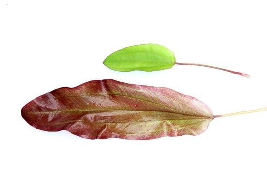 Dennerle Plants - Echinodorus Green Chameleon POT