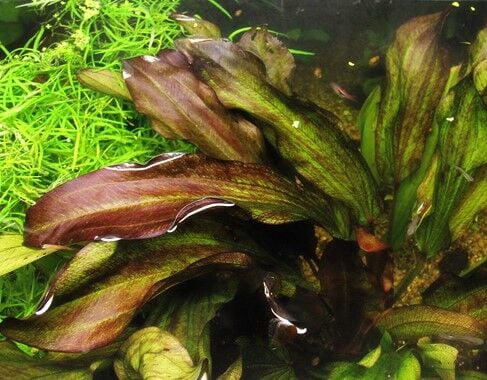 Dennerle Plants - Echinodorus Green Chameleon POT