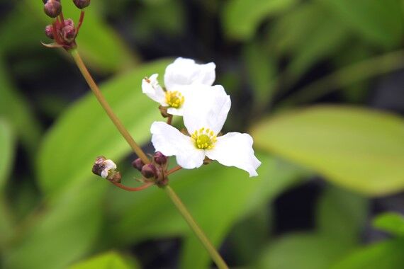 Dennerle Plants - Echinodorus Green Chameleon POT