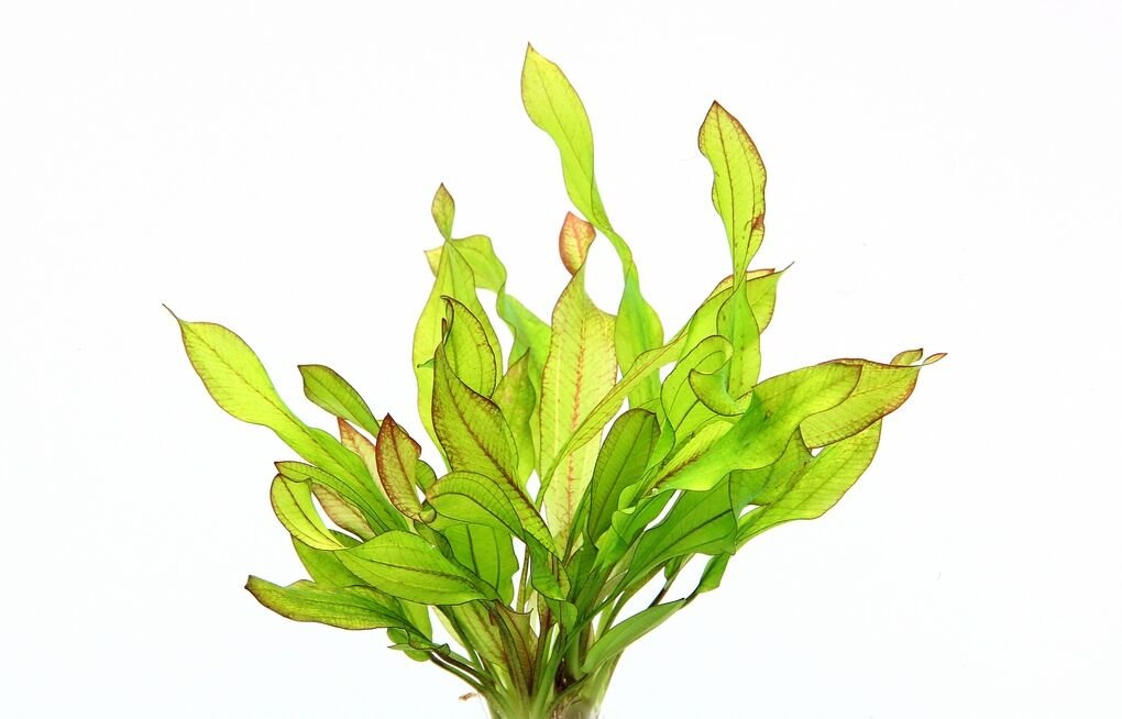 Dennerle Plants - Echinodorus Green Chameleon POT