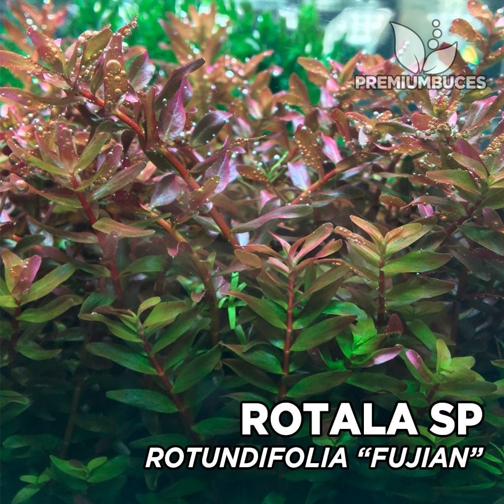 Rotala fujian SAKSI