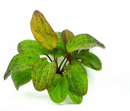 Dennerle Plants - Echinodorus Ozelot POT