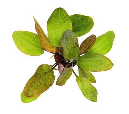 Dennerle Plants - Echinodorus Ozelot POT