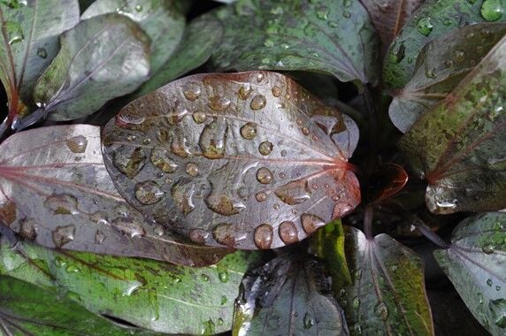 Dennerle Plants - Echinodorus Ozelot POT
