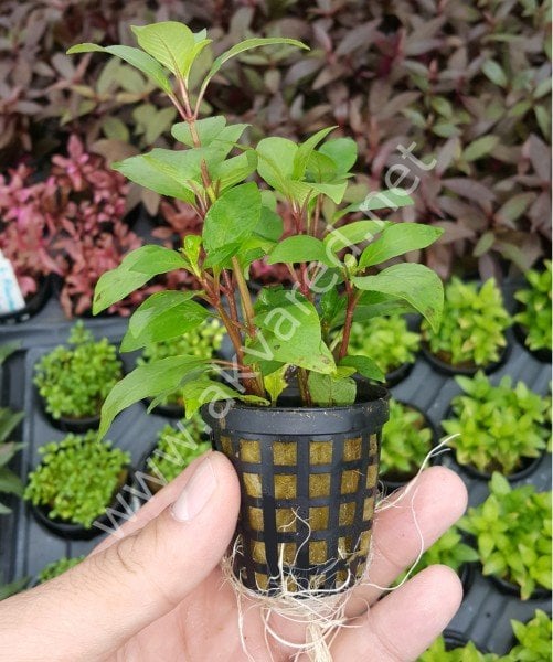 Hygrophila corymbosa (Limon) SAKSI