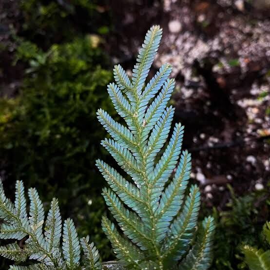 Selaginella siamensis ADET ÖN SİPARİŞ