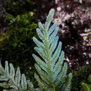 Selaginella siamensis ADET ÖN SİPARİŞ
