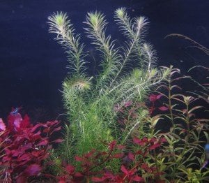 Mayaca fluviatilis SAKSI