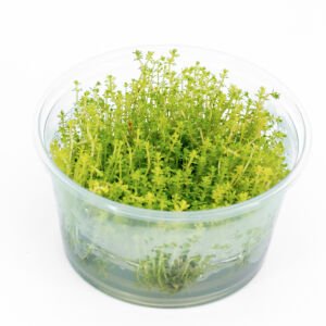 Myriophyllum tuberculatum IN VITRO CUP