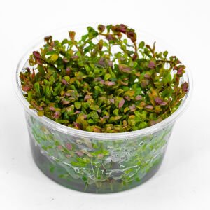 Rotala orange juice  IN VITRO CUP