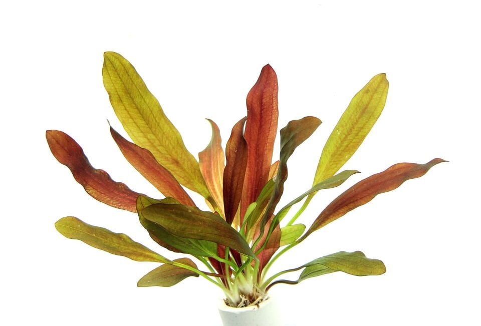 Dennerle Plants - Echinodorus Red Chameleon POT