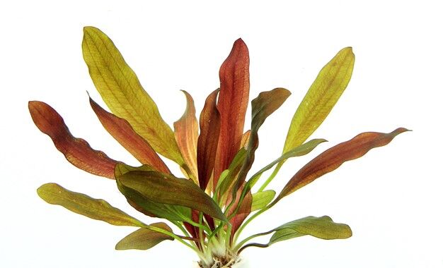 Dennerle Plants - Echinodorus Red Chameleon POT