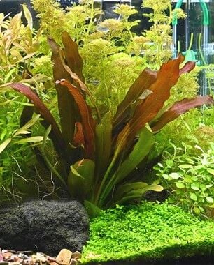 Dennerle Plants - Echinodorus Red Chameleon POT