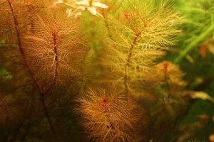 Myriophyllum tuberculatum IN VITRO CUP
