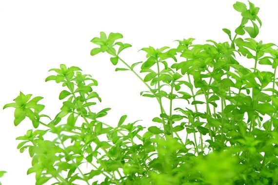 Dennerle Plants - Hemianthus glomeratus POT