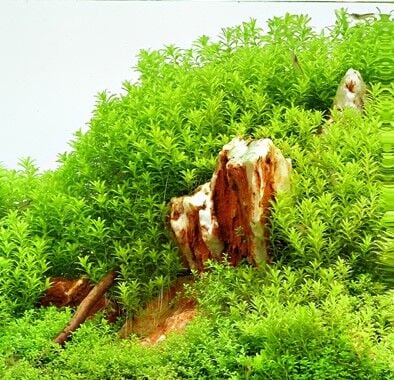 Dennerle Plants - Hemianthus glomeratus POT