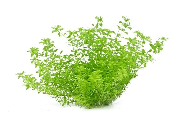 Dennerle Plants - Hemianthus glomeratus POT