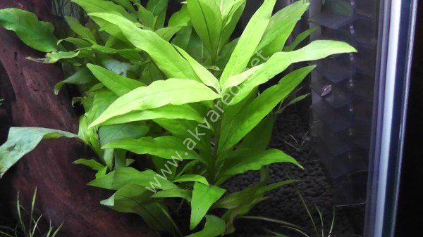 Hygrophila corymbosa (Limon) İTHAL BUKET