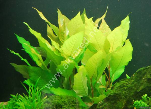 Hygrophila corymbosa (Limon) BUKET