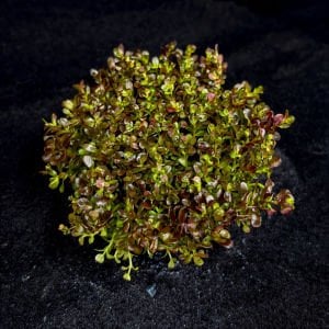Rotala macrandra mini butterfly IN VITRO JAR (KAVANOZ)