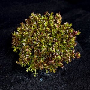 Rotala macrandra mini butterfly IN VITRO JAR (KAVANOZ)